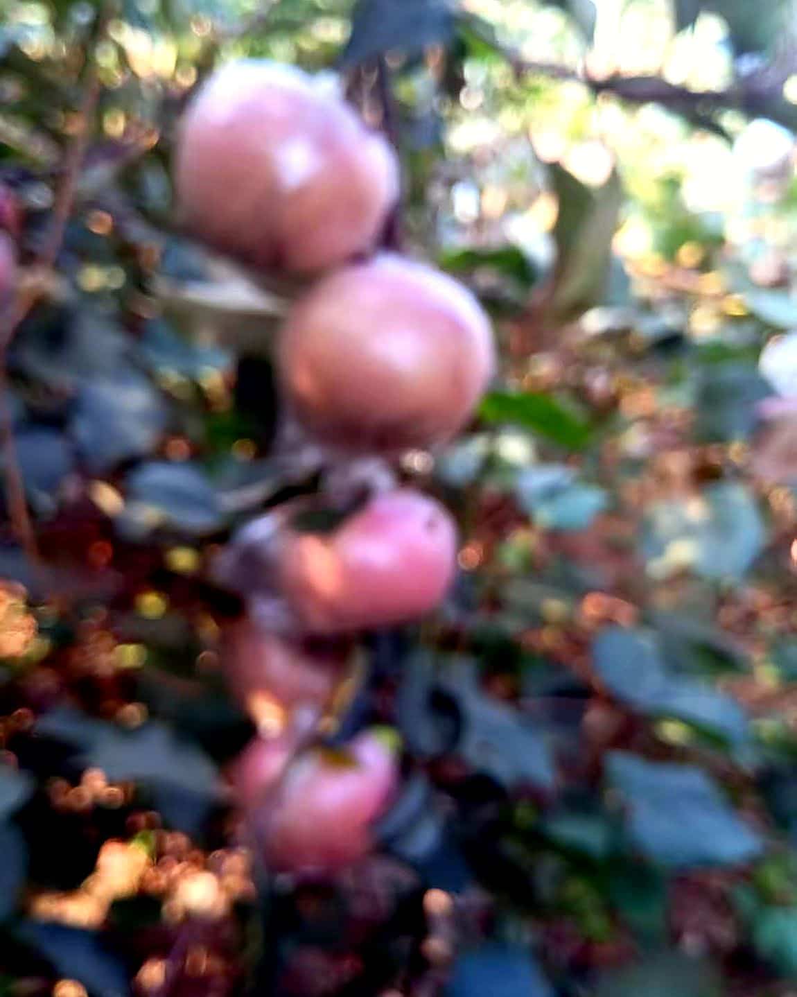 近处几颗套袋苹果泛着粉红，背景是虚化的果园