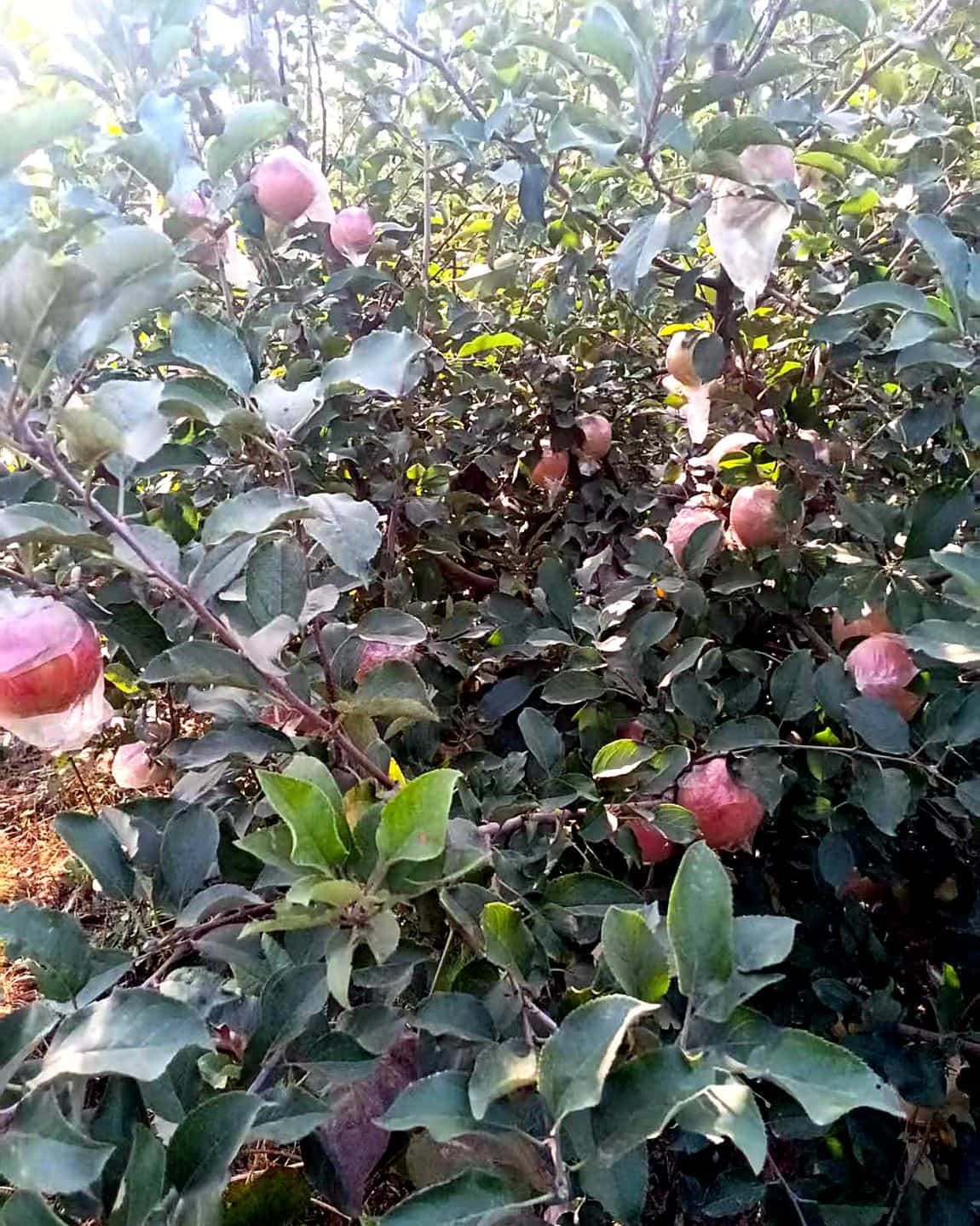 以天空为背景的苹果树，枝头上的果袋被风吹得轻轻晃动